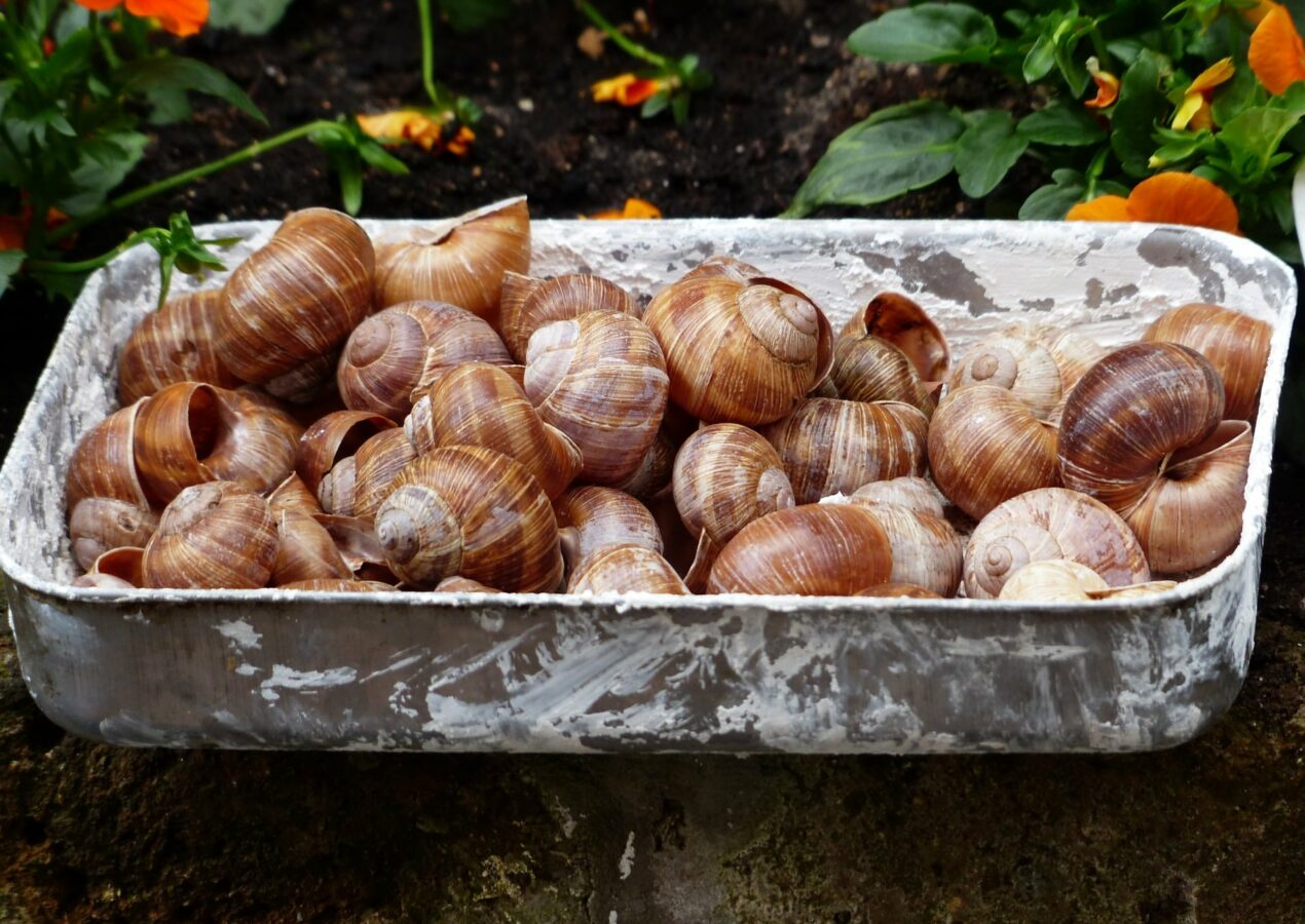 Recette : escargots à la languedocienne